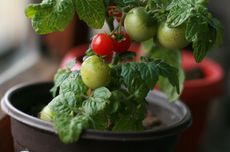 10 Tips Menanam Tomat di Pot agar Subur dan Berbuah Lebat