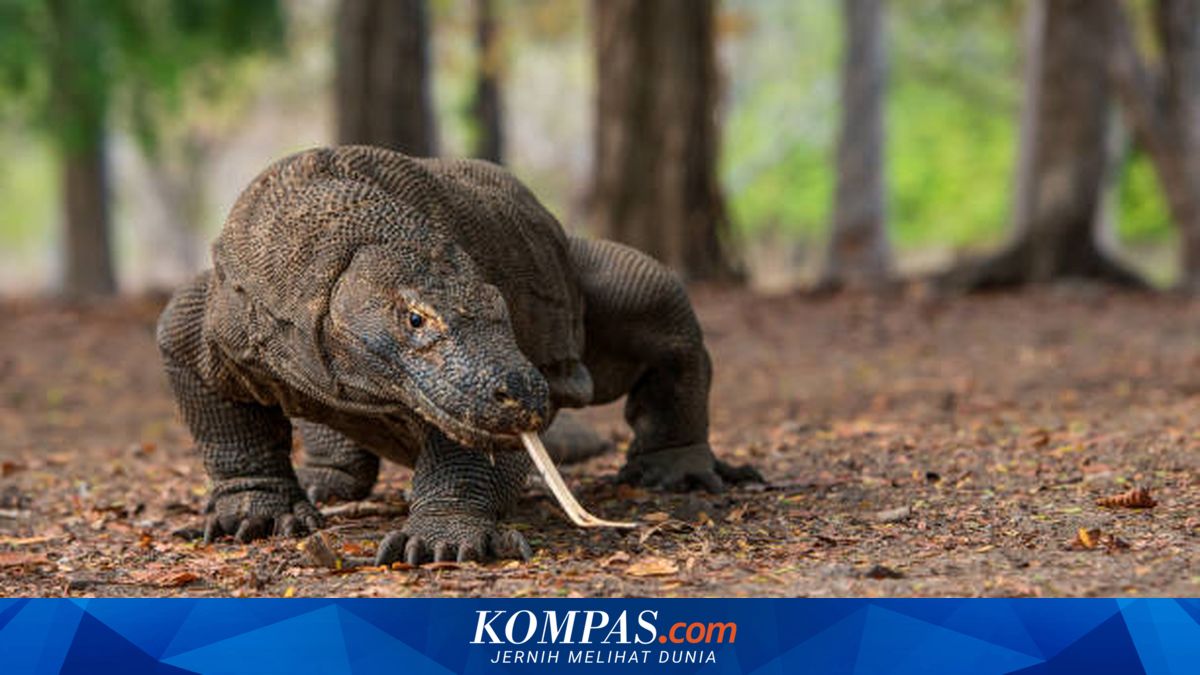 Ahli UGM Temukan Cacing Pita Unik di Pencernaan Komodo