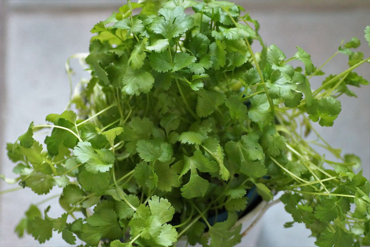 Ilustrasi tanaman ketumbar atau cilantro.