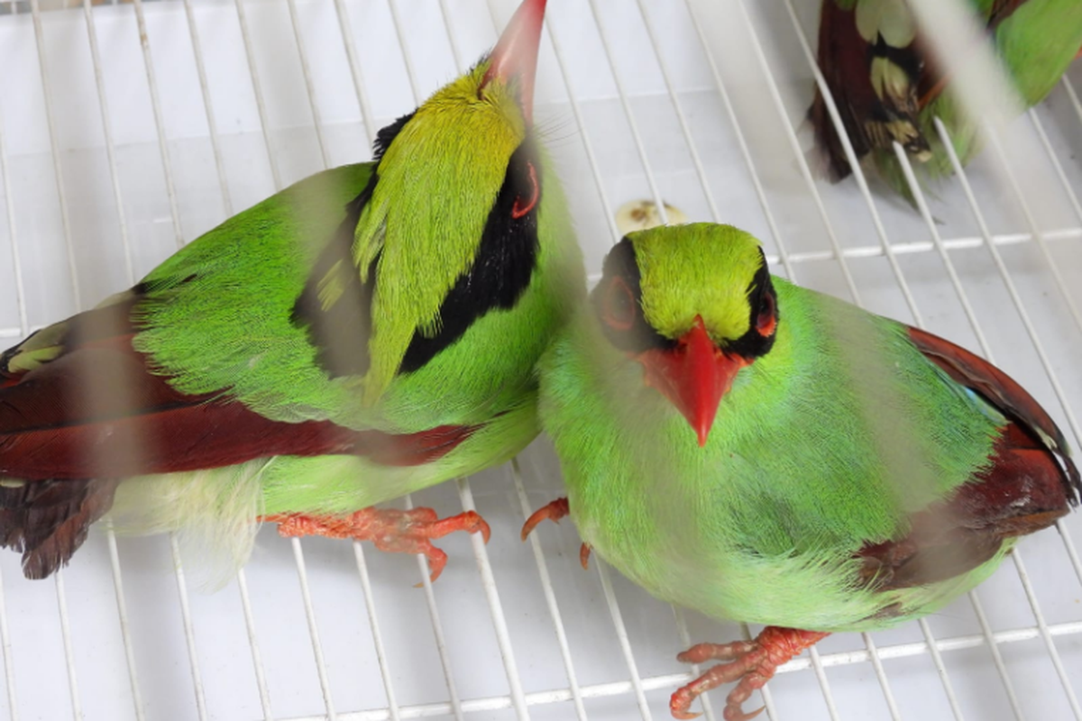 Dua pemuda di Palembang membawa ratusan burung yang 112 di antaranya termasuk hewan dilindungi.