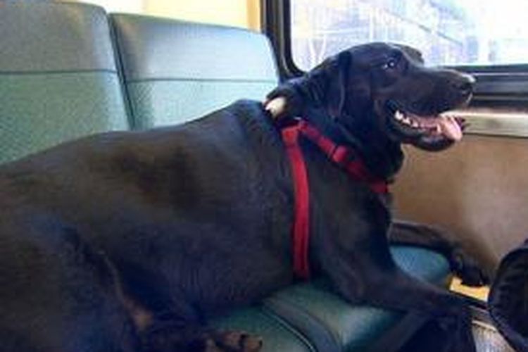 Eclipse, seekor anjing Labrador warna hitam di Seattle, naik bus bus sendiri untuk pergi ke taman anjing.