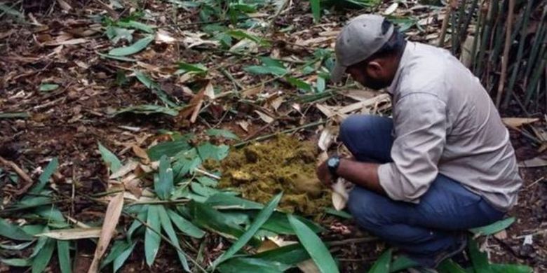 Peneliti memeriksa kotoran gajah yang dikejar dalam operasi pengejaran. 