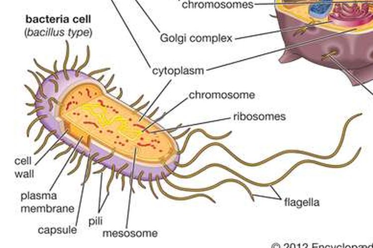 Perbandingan bentuk dan organel sel hewan, tumbuhan, dan bakteri