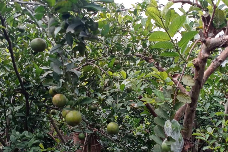 Lahan pertanian jeruk milik Sumari asal Desa Tlekung, Kota Batu, Selasa (23/5/2023)