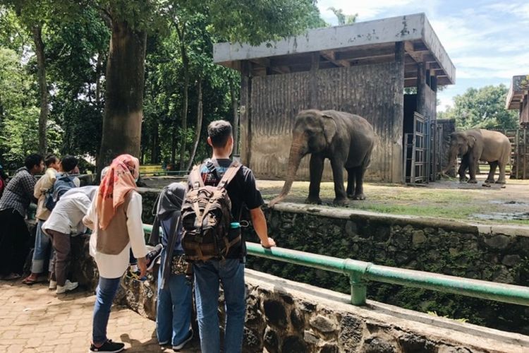 Pengunjung melihat gajah sumatera di Kebun Binatang Ragunan pada hari kedua perayaan Idul Fitri 1443 Hijriah, Selasa (3/5/2022).