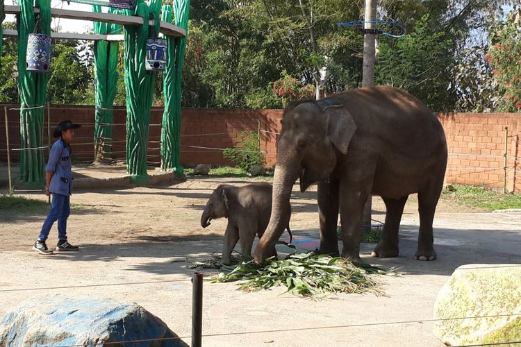 Anakan gajah yang pertama kali keluar dari kandangnya bersama induknya di Batu Secret Zoo, Kota Batu, Jawa Timur, Rabu (4/10/2017).