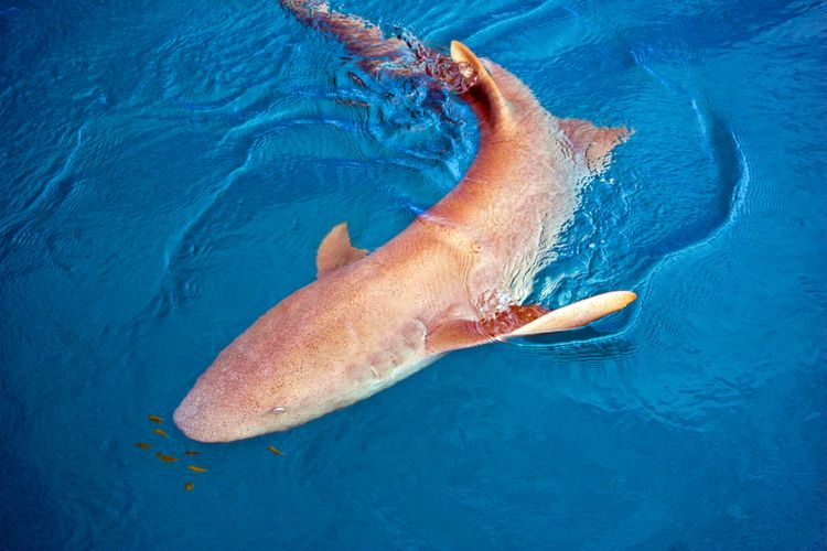 Ilustrasi hiu tawny (Nebrius ferrugineus)