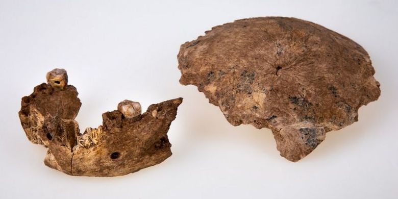 Fragmen tengkorak dan tulang rahang ditemukan di dekat Ramla di Israel. Fragmen tengkorak ini diduga jenis baru manusia purba, nenek moyang Neanderthal.