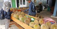 Warga Jalancagak Subang Ramai-ramai Jualan Durian, Daging Tebal dan Harganya Terjangkau