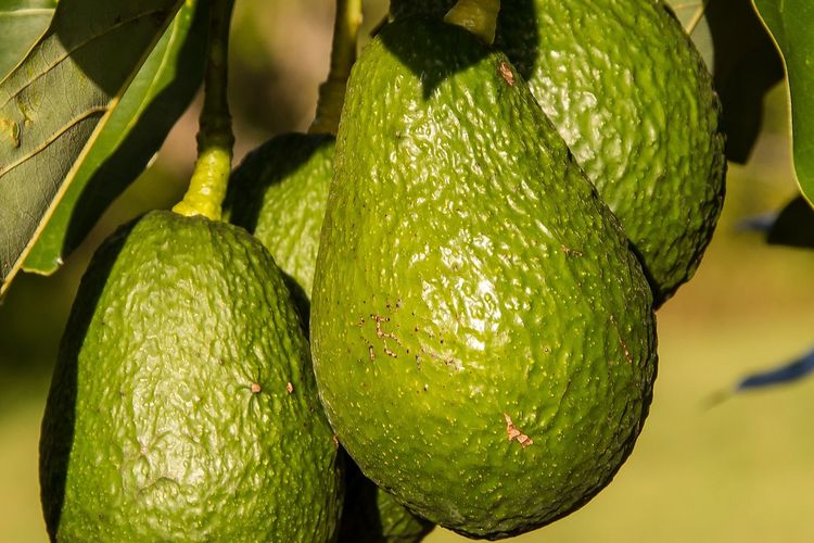 Ilustrasi menanam alpukat, buah alpukat di pohon. 