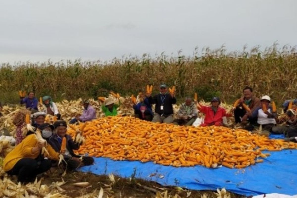 Petani jagung binaan Toba Pulp Lestari melakukan panen perdana