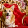 Ditinggal Wafat, Bagaimana Nasib Anjing Peliharaan Ratu Elizabeth?