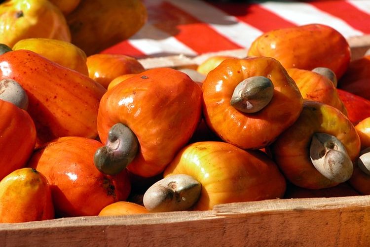 Jambu mete yang sudah dipanen