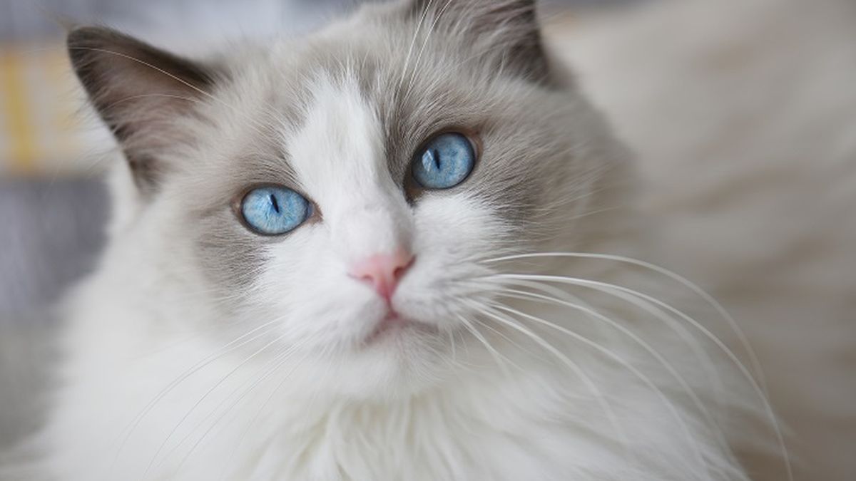 Fakta Kucing Mengerti Bahasa dan Bisa Berkomunikasi dengan Manusia