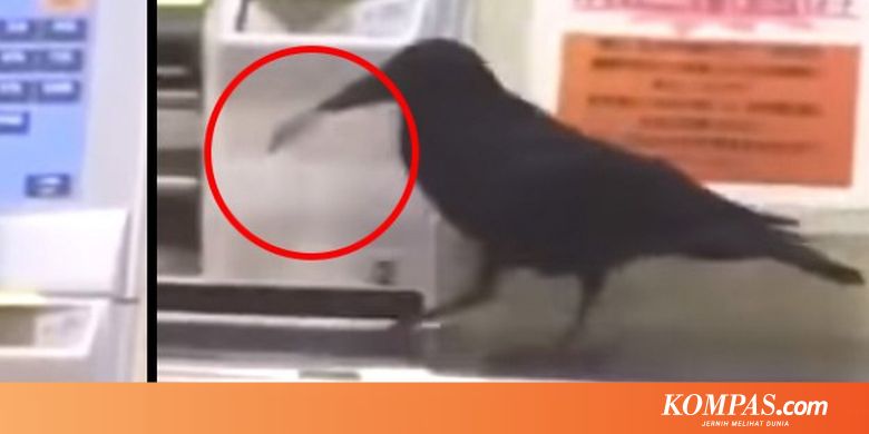 Burung Gagak Di Jepang Curi Kartu Kredit Untuk Beli Tiket Kereta
