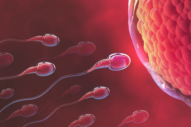 Ilustrasi sperma bergerak menuju ovum
