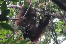 Melestarikan Orangutan di Kapuas Hulu melalui Ekowisata
