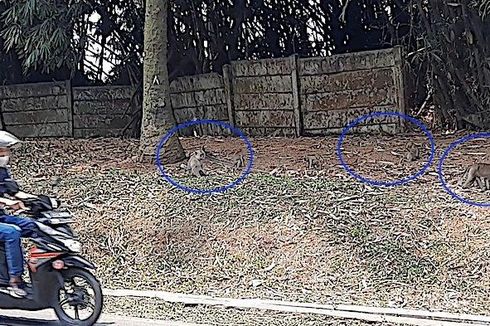 Monyet Liar Bermunculan di Kawasan Jalan Serpong-Puspiptek, Pengendara Mengaku Resah