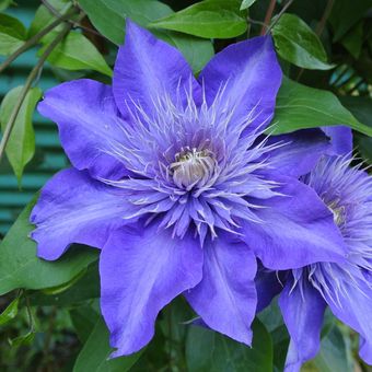 Bunga clematis biru