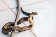 Detik-detik Pawang Ular Tewas Digigit King Kobra di Sumedang, Atraksi HUT RI Berujung Maut