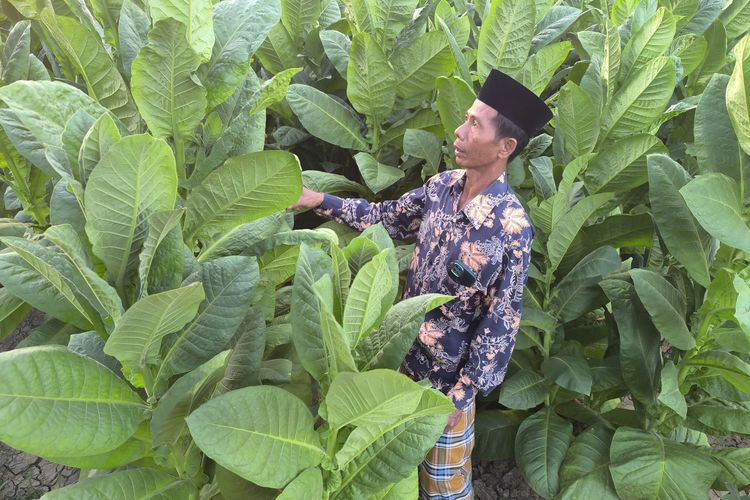 Petani Tembakau di Pamekasan Tunda Panen, Resah Harga Belum Ditetapkan Pemerintah