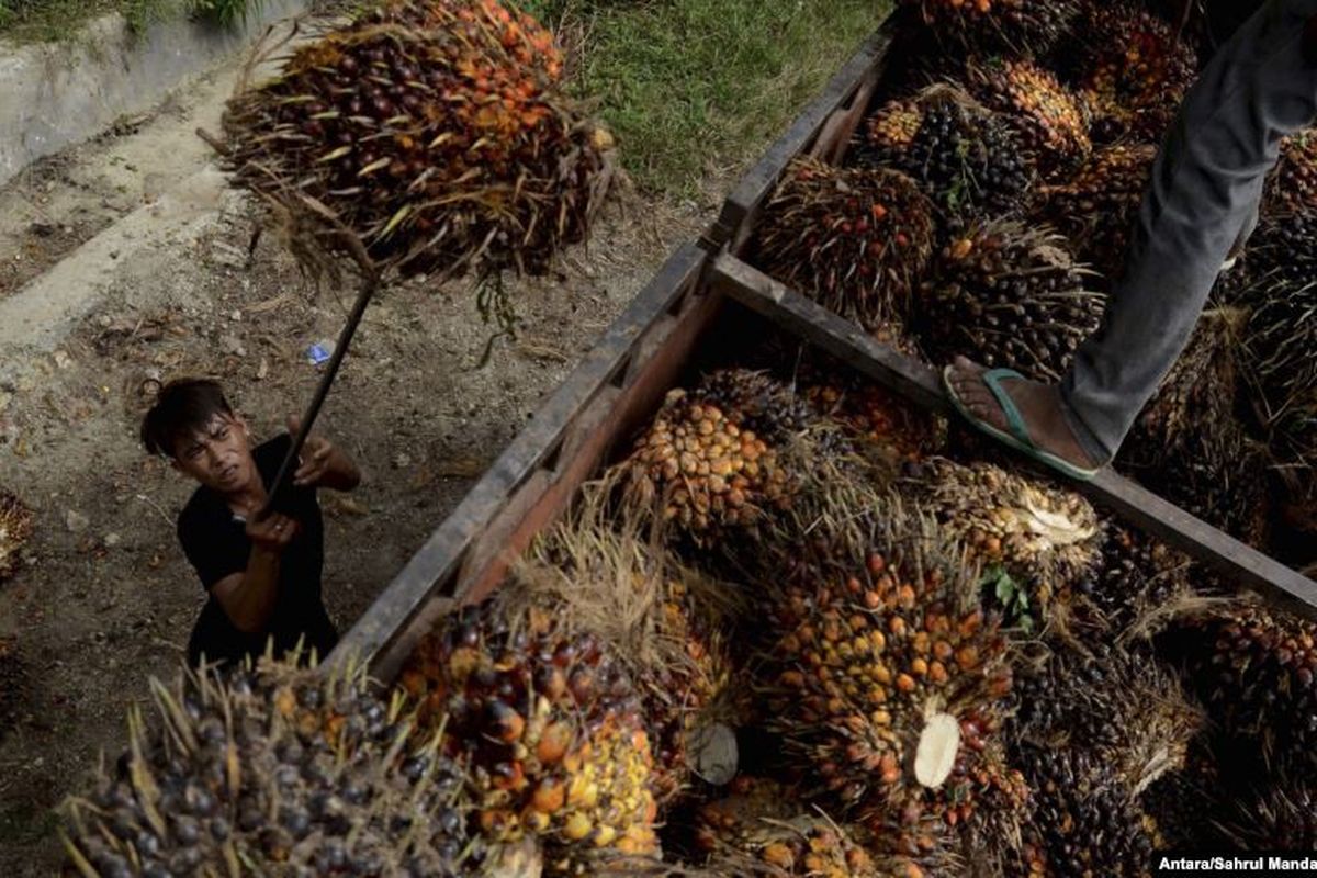 Seorang pekerja memuat buah sawit di perkebunan kelapa sawit di Kabupaten Mamuju Utara, Provinsi Sulawesi Barat