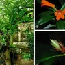 BRIN Identfikasi Spesies Baru Rhododendron yombuwurii di Sulawesi Tengah