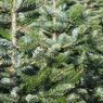 Tips Menjaga Kesegaran Pohon Natal 