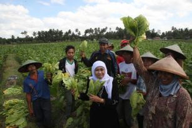 Calon Gubernur Jawa Timur Khofifah Indar Parawansa Kamis (22/8/2013) mendatangi buruh pemetik tembakau di Blitar.