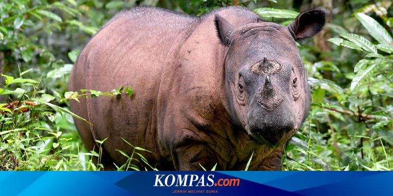 Ilmuwan Malaysia Gunakan Teknologi Kloning Kembalikan Badak Sumatera Halaman All Kompas Com