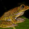 BRIN Temukan Katak Terbang asal Sulawesi yang Hilang Lebih dari Seabad