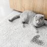 Cara Menghilangkan Bau Kencing Kucing di Rumah