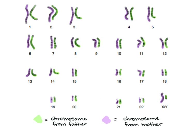23 pasang kromosom manusia yang terdiri dari 22 pasang autosom dan 1 pasang gonosom