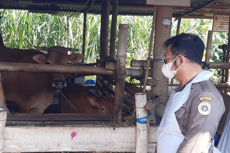 Menteri Pertanian Syahrul Yasin Limpo melakukan vaksinasi perdana penyakit mulut dan kuku (PMK) sapi-sapi di Kabupaten Sukoharjo, Jawa Tengah, Sabtu (18/6/2022).