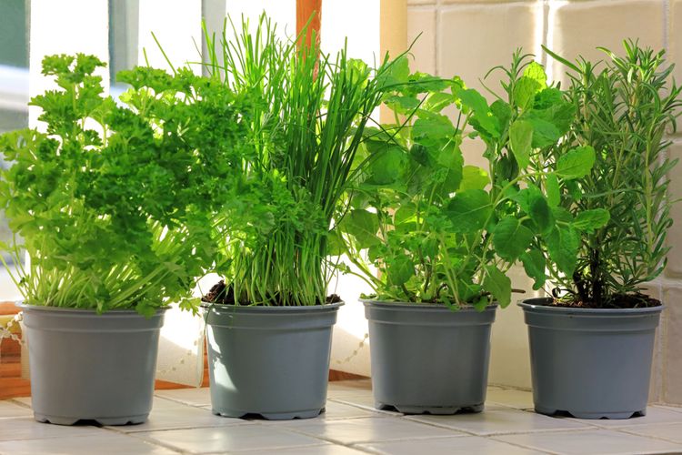 Ilustrasi tanaman herbal, menanam tanaman herbal di pot. 