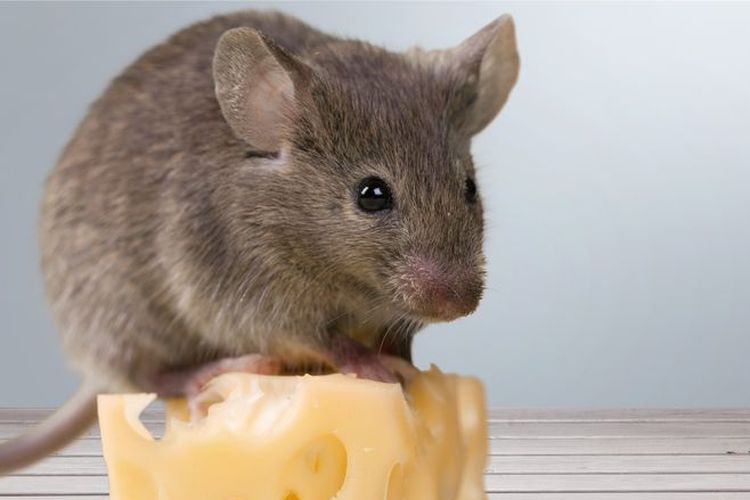Tanpa Sadar, Kebiasaan Ini Justru Mengundang Tikus Masuk Rumah