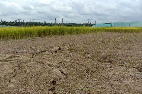 30 Persen Wilayah Berpotensi Kekeringan Selama Kemarau, Ini Daftarnya