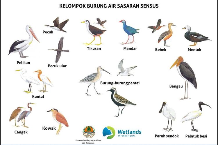Kelompok burung air yang menjadi sasaran sensus dalam kegiatan Asian Waterbird Census yang digelar Januari ini