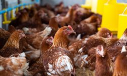 Kementerian UMKM Perkuat Ketahanan Pangan Lewat Pembiayaan Sektor Produksi