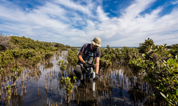 Nilai Mangrove Capai 885.000 Dollar AS per Hektar, Konversi Jadi Tambak Harus Hati hati