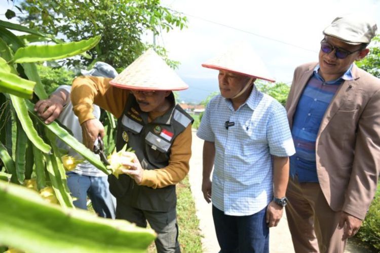 Penjabat Bupati Kuningan Iip Hidayat (dua dari kiri) saat memetik buah naga kuning di kawasan agrowisata di Kuningan, Jawa Barat.  