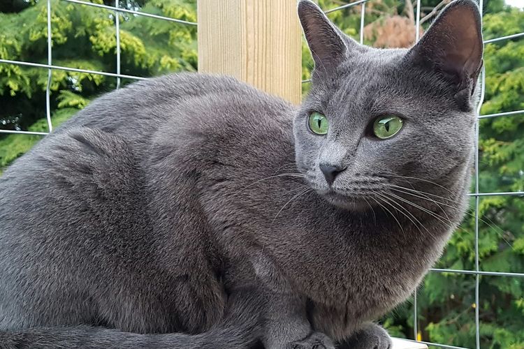 Ilustrasi kucing Korat. 