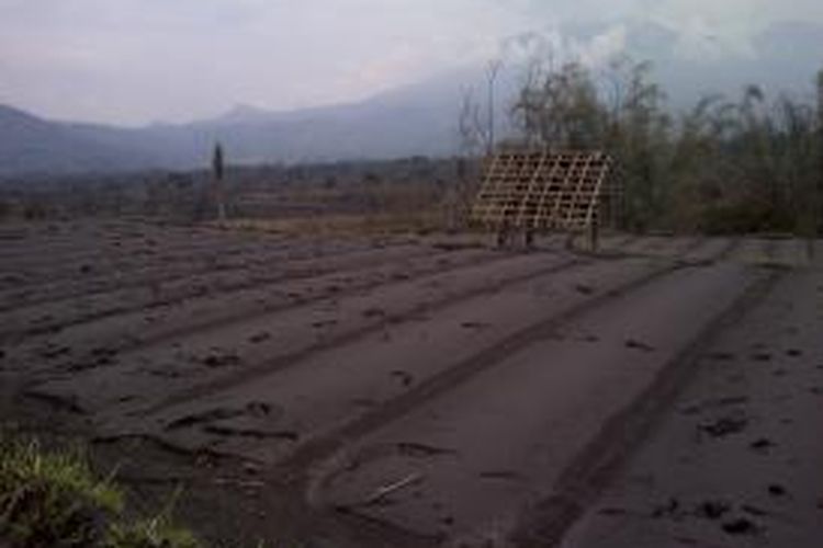 Lahan pertanian yang terdampak abu vulkanis letusan gunung Kelud di Kabupaten Malang, Jawa Timur, Selasa (18/2/2014).