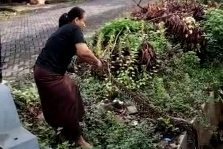 Aksi emak-emak tangkap ular 3 meter di Kecamatan Ngaliyan, Kota Semarang viral di media sosial