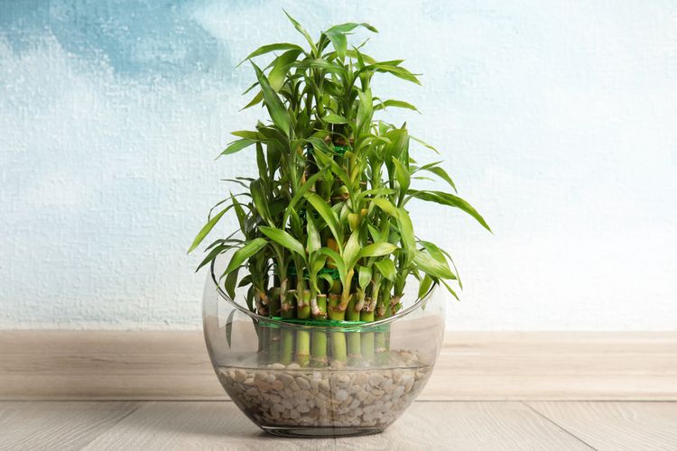 Ilustrasi tanaman hias lucky bamboo atau bamboo rejeki ditanam di dalam air.