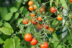 Tips Menanam Tomat Ceri agar Tumbuh Sepanjang Musim