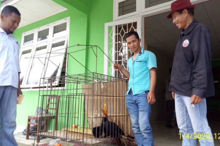 Pengendali Ekosistem Hutan BKSDA Resor Agam menerima burung rangkong badak dari warga, Rabu (1/4).  ANTARA/HO-BKSDA Resor Agam