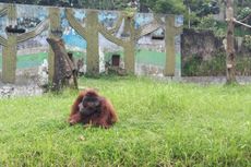 Pengelola Kebun Binatang Sebar Foto Pelempar Rokok pada Orangutan