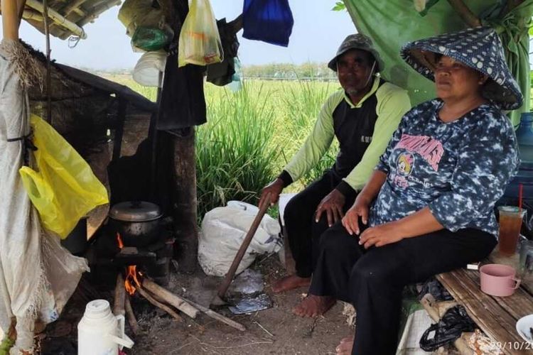 Yuinah (50) dan Rusmana (55) istirahat di saung tengah sawah miliknya di desa Leuwidingding Kecamatan Lemahabang Kabupaten Cirebon, Selasa (29/10/2024) siang. Keduanya merupakan salah satu dari 80 petani Desa Leuwidingding yang ikut program migrasi dari pompa BBM ke pompa listrik hasil kerja kolaborasi pemerintah September 2024 kemarin..