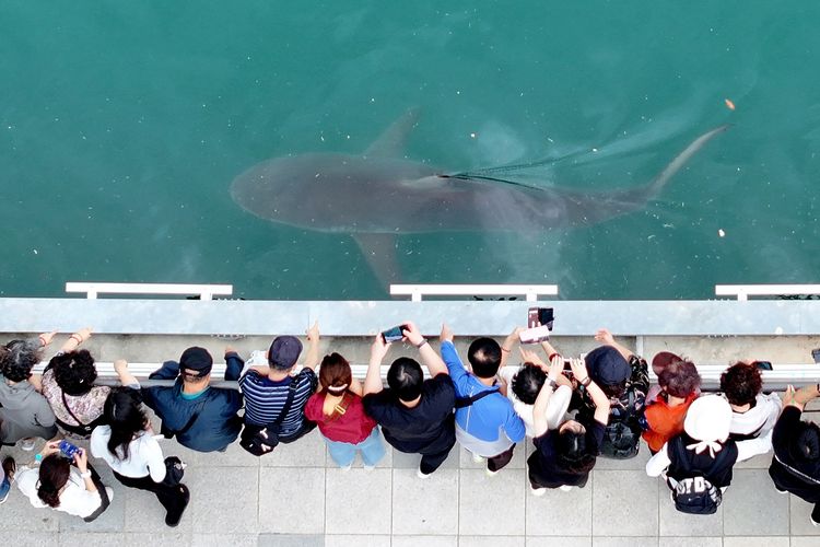 Hiu Nyasar Bukhangi yang Ditonton 1,6 Juta Orang Dikeluarkan dari Kanal Busan